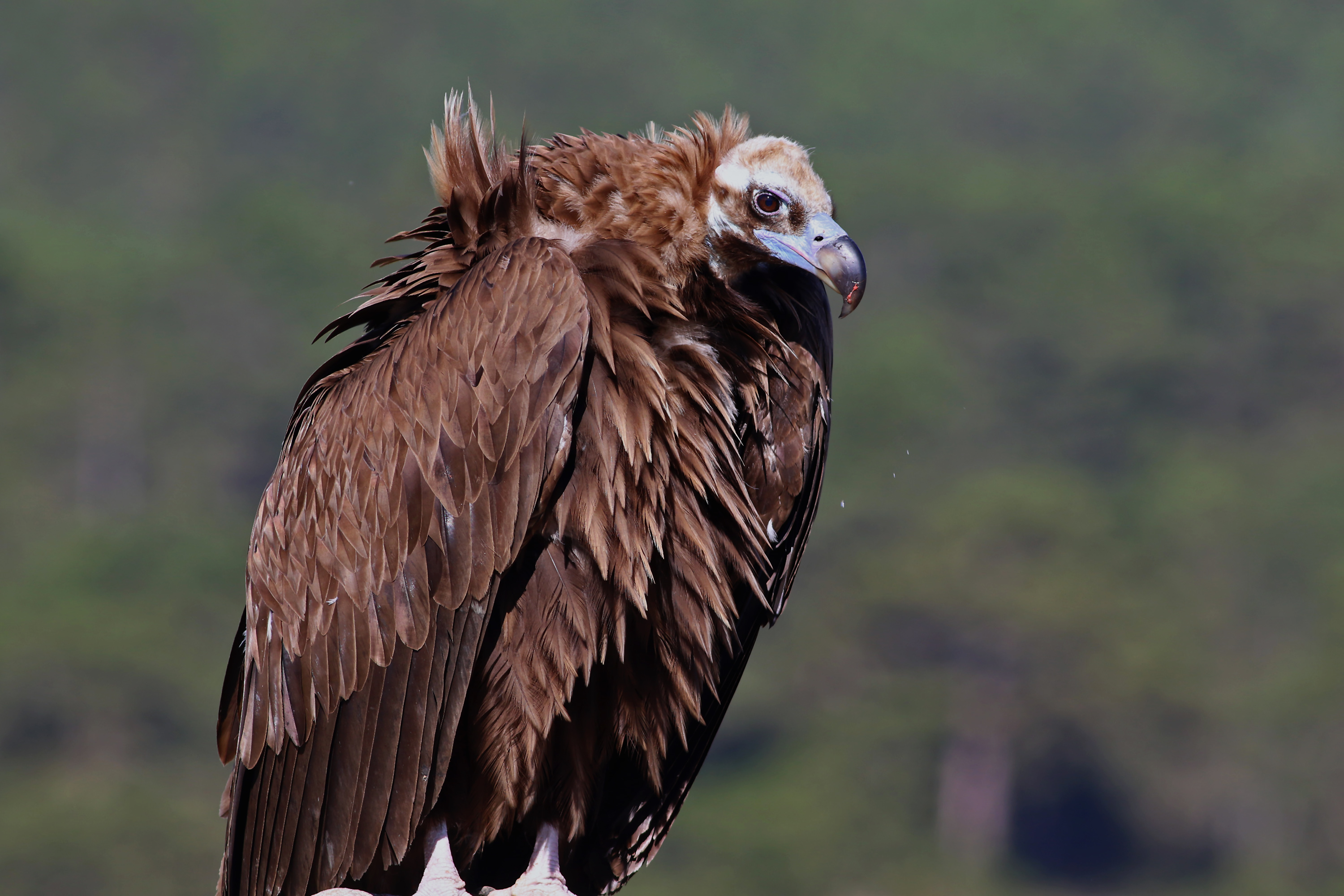 Cinereous Vulture